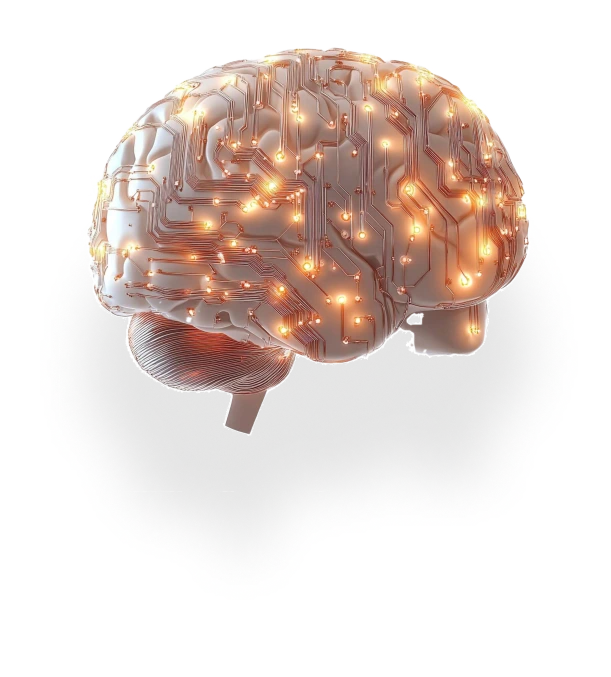 Brain